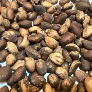 Chinese Lacebark Pine Tree Seeds (PINUS BUNGEANA)(Lacebark Pine)(Whitebark Pine)(Bunge&#39;s Pine)