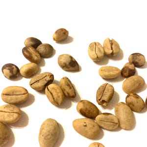 Arabian Coffee Tree Seeds (COFFEA ARABICA) (Arabica Coffee) (Coffee) (Coffee Shrub Of Arabia) (Mountain Coffee)