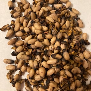 Pacific Dogwood Tree Seeds (CORNUS NUTTALLII)