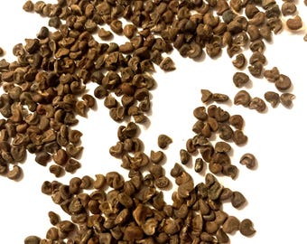 Rose of Sharon Tree Seeds (HIBISCUS SYRIACUS)