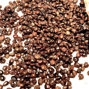 Chinese Sumac Tree Seeds (RHUS POTANINII) (Potanin Sumac)