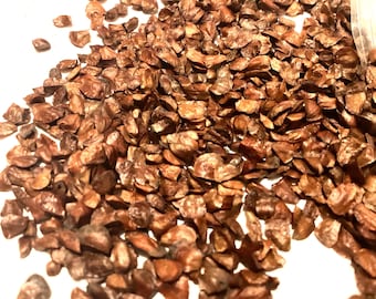 Bentham Cypress Tree Seeds (CUPRESSUS LUSITANICA)
