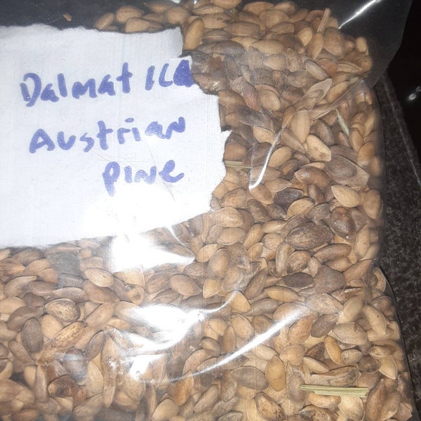 Dalmatica Austrian Pine Tree Seeds (pinus nigra var. Dalmatica)