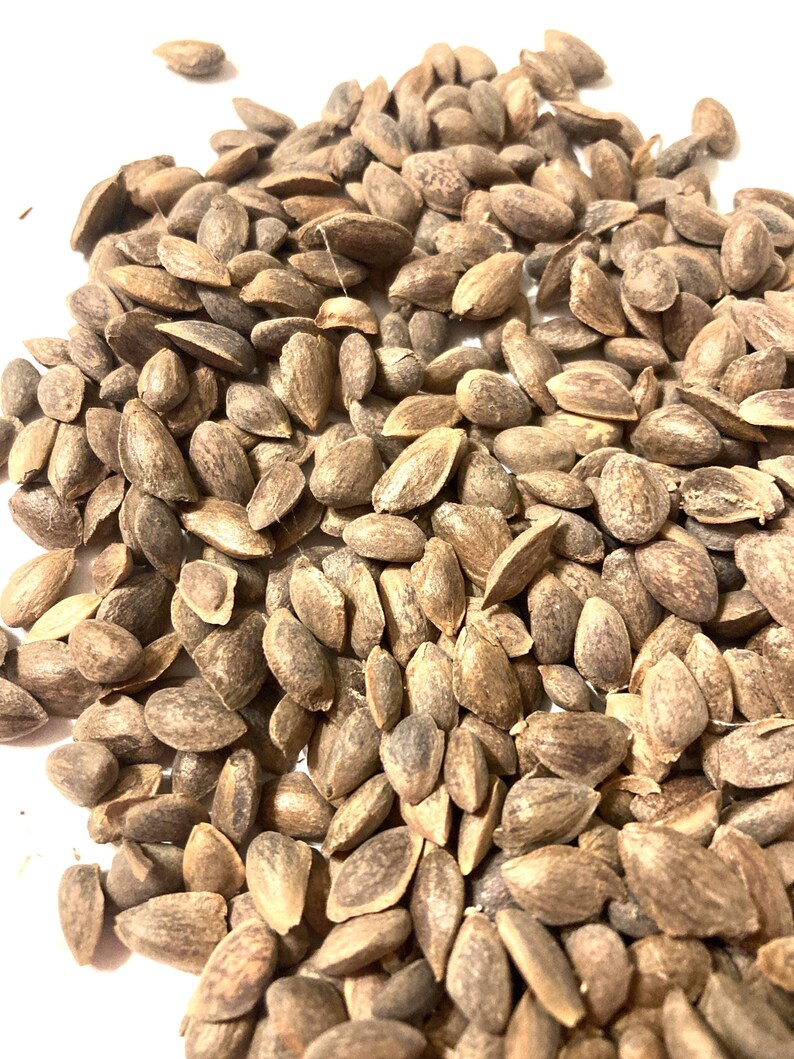 TreeSeedMan Mexican White Pine Tree Seeds - Thumbnail 5