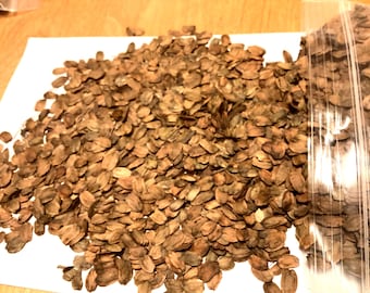 Chinese False Privet Shrub Seeds (Fontanesia Fortunei)