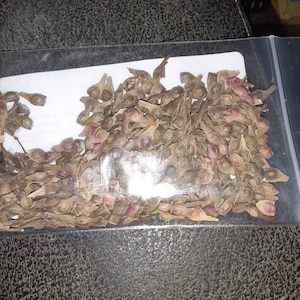 Red Japanese Maple Tree Seeds (Acer Palmatum Atropurpureum)