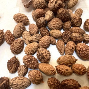 Jujube Tree Seeds (ZIZIPHUS JUJUBA) (Chinese Date) (Tsao)