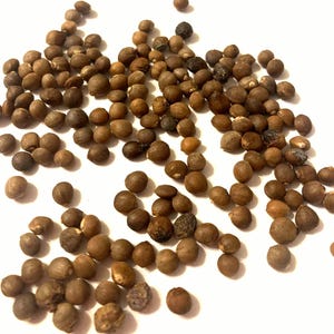 Chinese Pistache Tree Seeds (PISTACIA CHINENSIS c.s.)