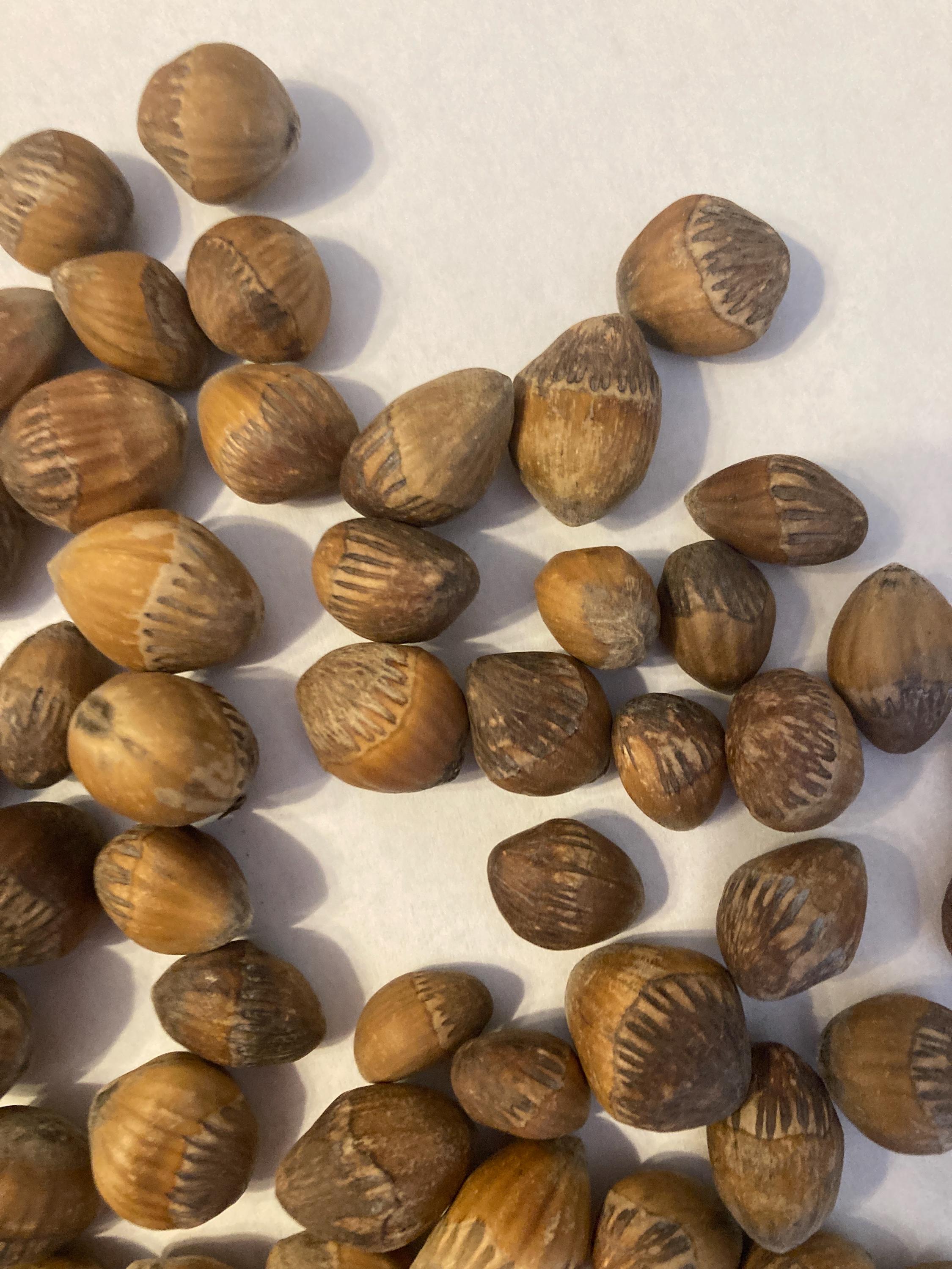 Turkish Hazelnut Tree Seeds (CORYLUS COLURNA) (turkish Filbert) - Etsy