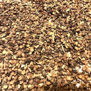Paper Mulberry Tree Seeds (BROUSSONETIA PAPYRIFERA) (Tapacloth Tree, Halibun, Kalivon, Kozo Tree)