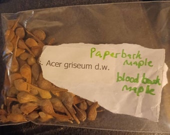Paperbark Maple Tree Seeds (Acer Griseum) ((Bloodbark Maple))
