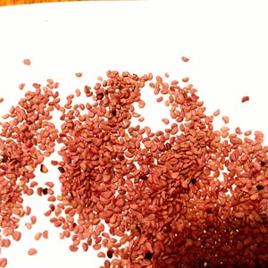 Trailing Blackberry Seeds (RUBUS URSINUS) (Pacific Dewberry) (California Blackberry)