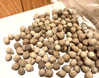 Japanese Hackberry Tree Seeds (CELTIS SINENSIS) (Chinese Hackberry)