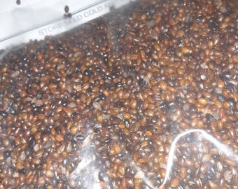 Seaberry Shrub Seeds (HIPPOPHAE RHAMNOIDES)