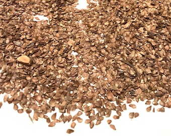 Black Birch Tree Seeds (BETULA LENTA)