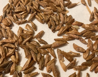 Noble Fir Tree Seeds (ABIES PROCERA) (2025 supply)