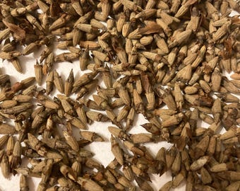 Spanish Elm tree seeds (CORDIA ALLIODORA) (Ecuador Laurel) (Salmwood)