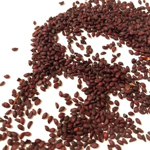 Black Chokeberry Shrub Seeds (ARONIA MELANOCARPA) (Black-Seeded Chokeberry)