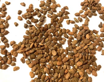 smoke tree seed pod Breathing secondhand smoke or vape while trying to stop
