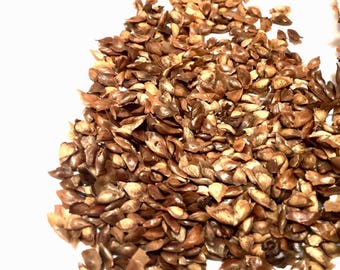 Japanese Larch Tree Seeds (LARIX KAEMPFERI)
