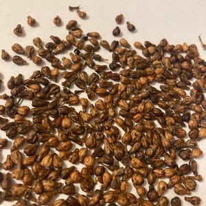 Wine Grape Vine Seeds (VITIS VINIFERA)  (Domestic Grape, Cultivated Grape, Grape-Vine)