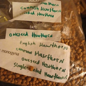 English Hawthorn Tree Seeds (CRATAEGUS MONOGYNA) (Common Hawthorn)