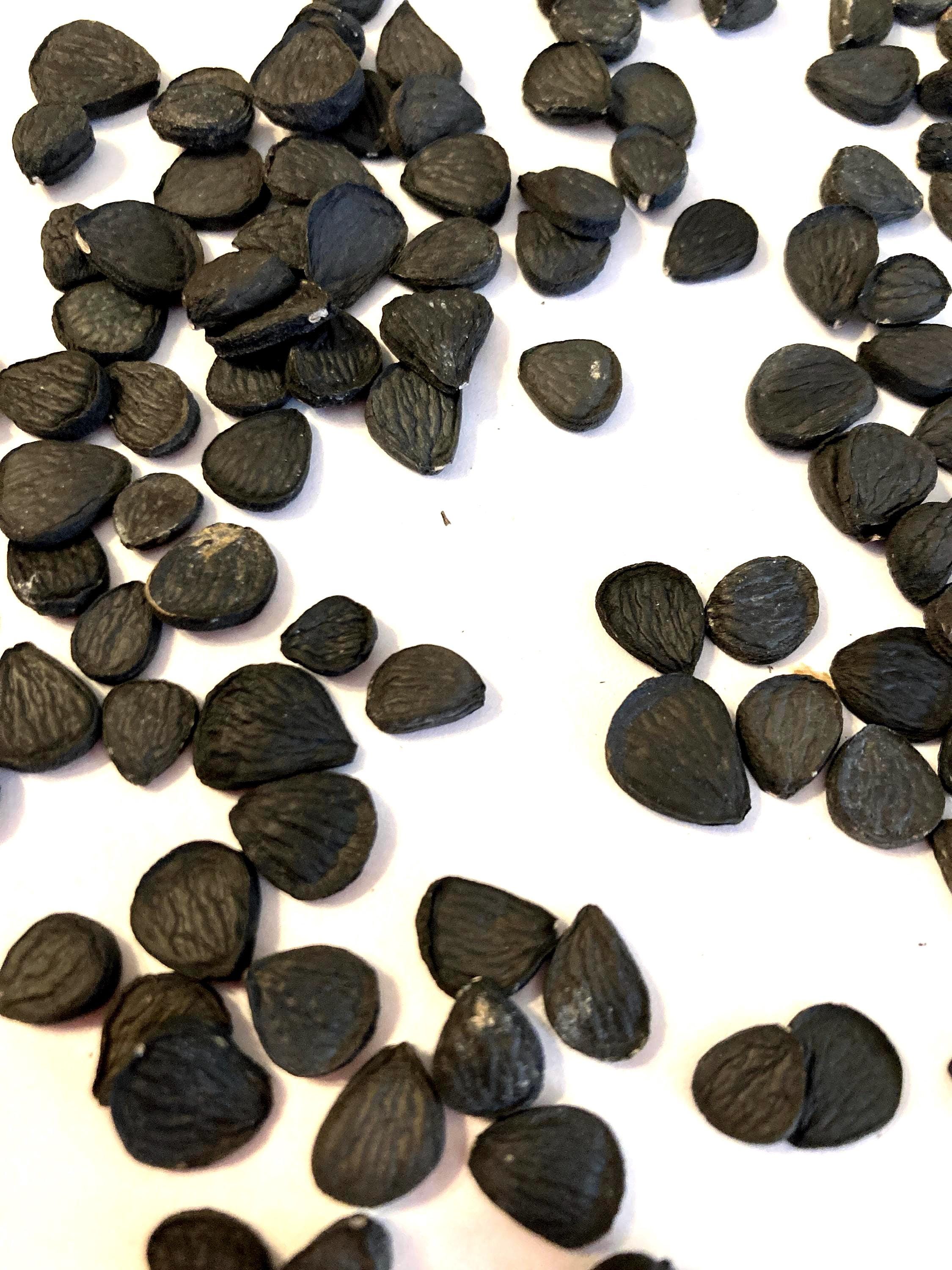 Datil Yucca Banana Yucca Tree Seeds (YUCCA BACCATA) (datil Yucca) (spanish Bayonet ...
