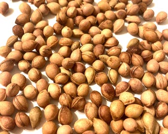 Cherry Laurel Tree Seeds (PRUNUS LAUROCERASUS)