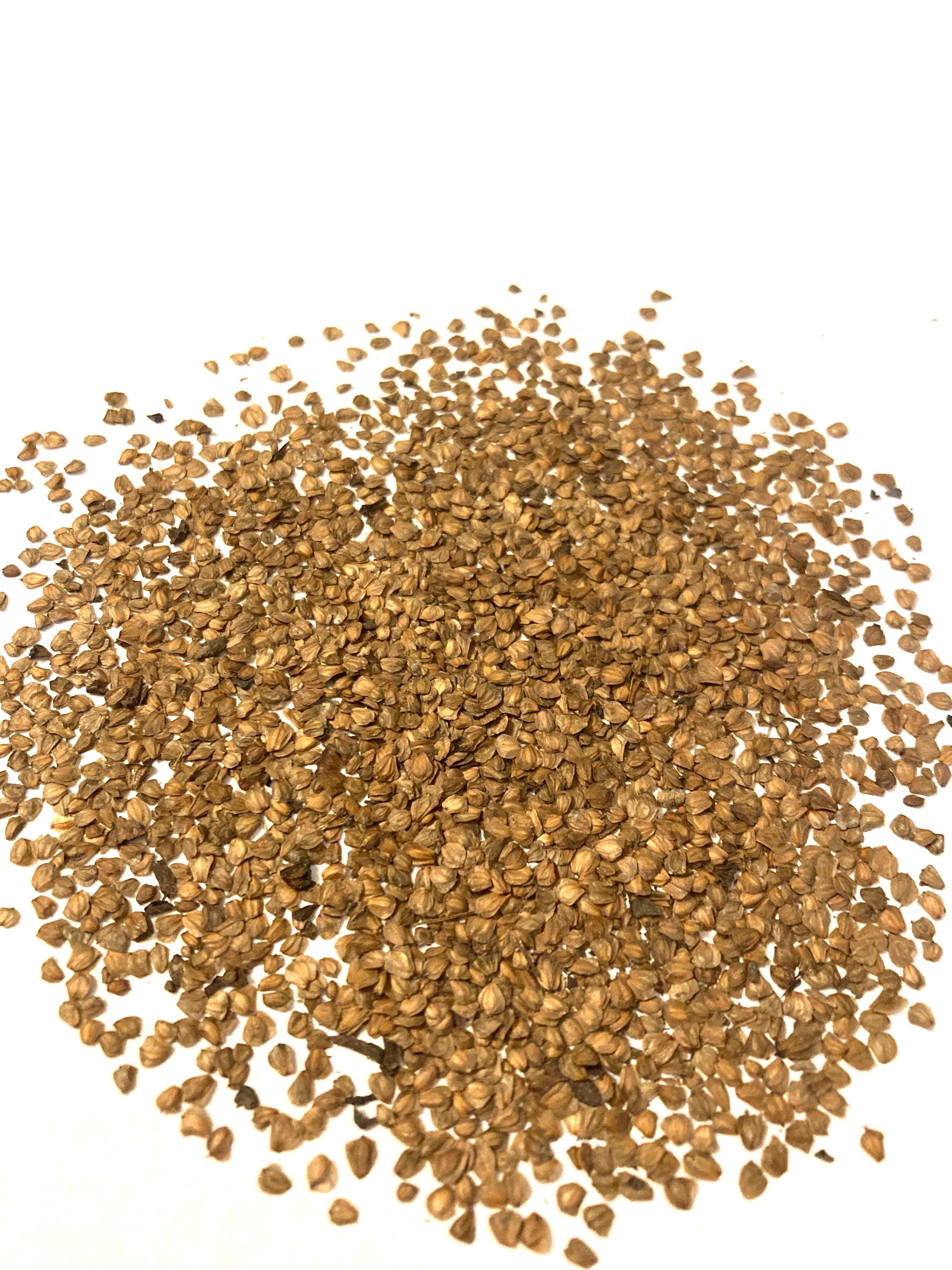 Red Alder Tree Seeds (ALNUS RUBRA) - Etsy