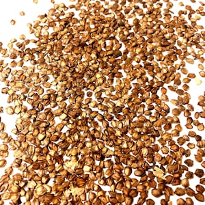 Japanese Alder Tree Seeds (ALNUS JAPONICA)