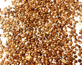 Seeds for Planting, Alnus Japonica Seeds, Japanese Alder,~ Bulk ...