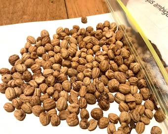 Russian Hawthorn Tree Seeds (CRATAEGUS AMBIGUA)