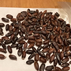 Chinese Sweetshrub Tree Seeds (SINOCALYCANTHUS CHINENSIS)