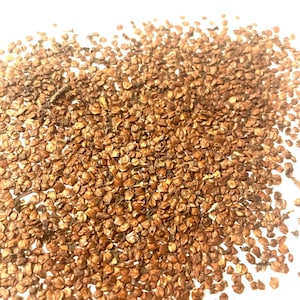 Black Alder Tree Seeds (ALNUS GLUTINOSA) (European Black Alder)( European Alder)