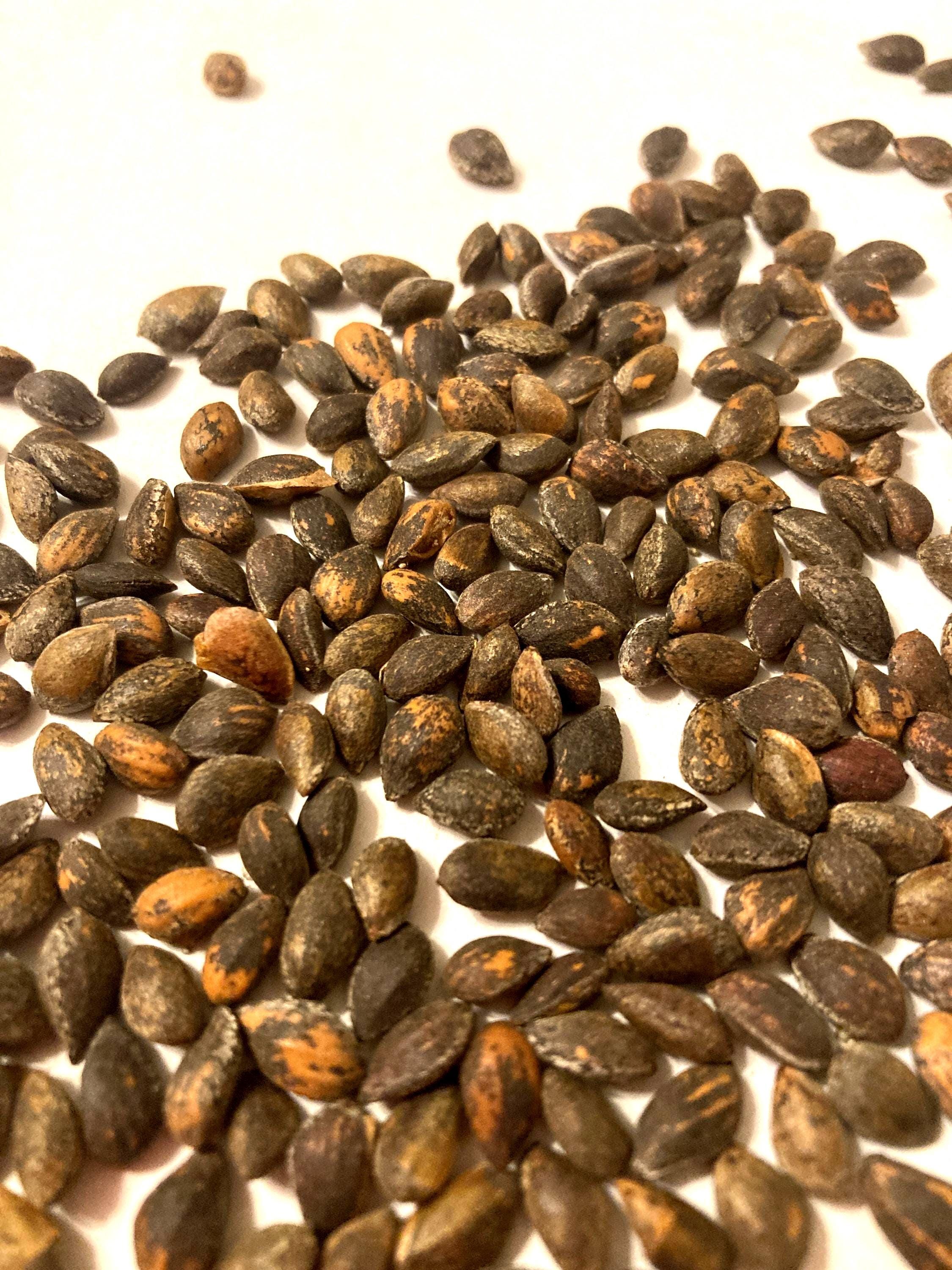 Afghan Pine Tree Seeds (PINUS ELDARICA) (desert Pine) (elder Pine) - Etsy