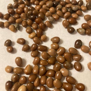 American Bladdernut Tree Seeds (STAPHYLEA TRIFOLIA) (Bladdernut)