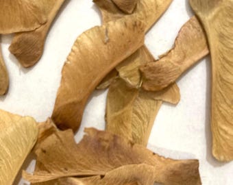 May include: A collection of dried, light brown maple tree seeds, also known as samaras. Each seed features a papery, wing-like structure attached to a small, rounded seed pod. The seeds are scattered in various orientations, showing their fibrous texture.