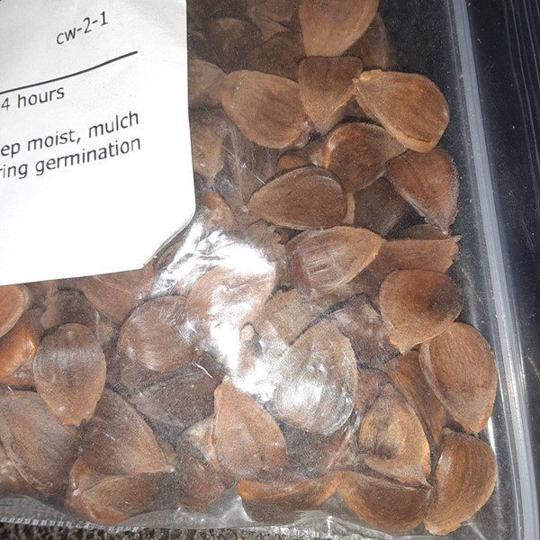 American Beech Tree Seeds (FAGUS GRANDIFOLIA)