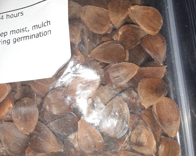 American Beech Tree Seeds Etsy