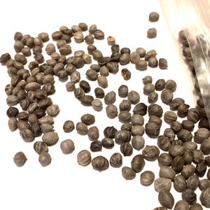 White Dogwood Tree Seeds (Cornus Alba Sibirica)