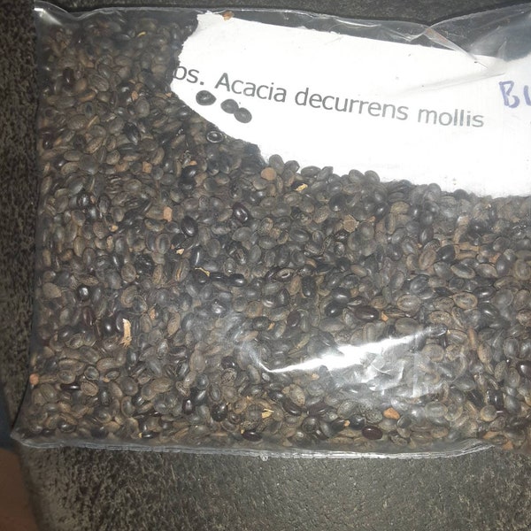 Black Wattle Tree Seeds  (Acacia Decurrens Mollis)