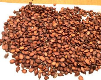 Domestic Pear Tree Seeds (PYRUS COMMUNIS)(Common Pear)