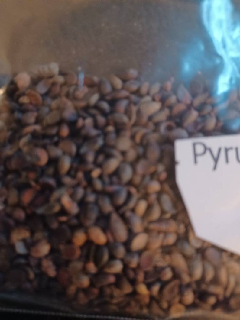 Bradford Pear Tree Seeds Etsy