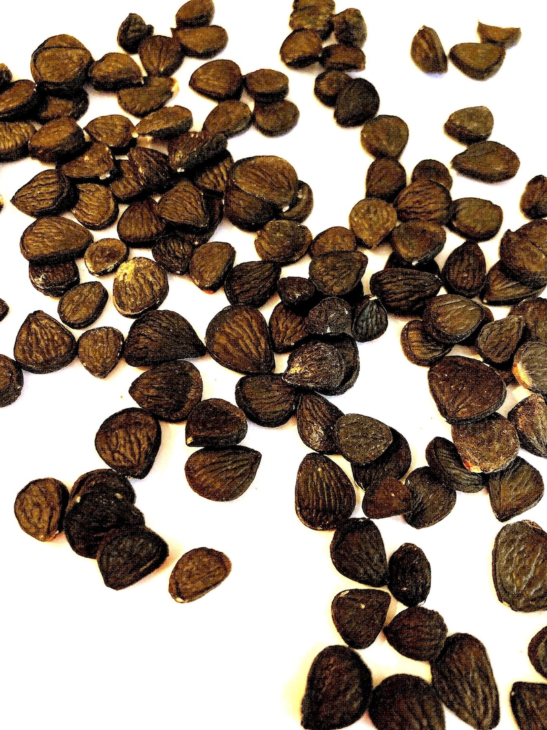 Datil Yucca Banana Yucca Tree Seeds (YUCCA BACCATA) (datil Yucca) (spanish Bayonet ...