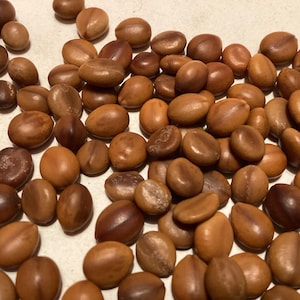 Apple Blossom Tree Seeds (CASSIA JAVANICA)