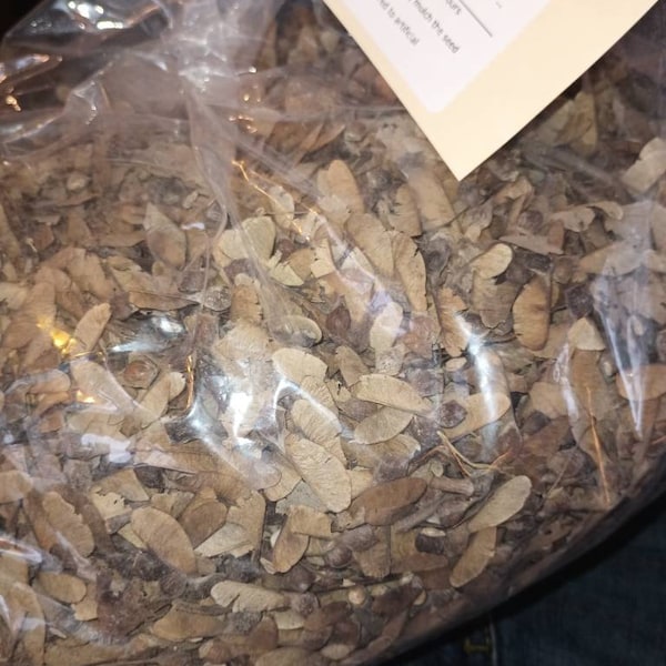 Northern Sugar Maple Tree Seeds (Acer saccharum)