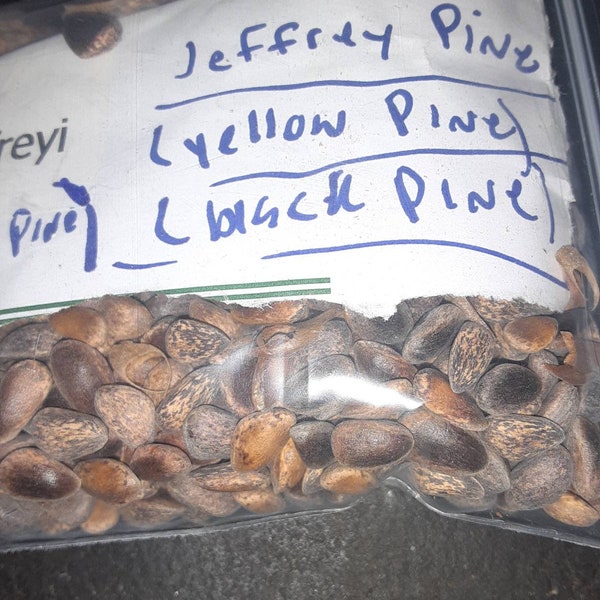 Black Pine Tree Seeds (pinus jeffreyi) (Jeffrey's Pine)