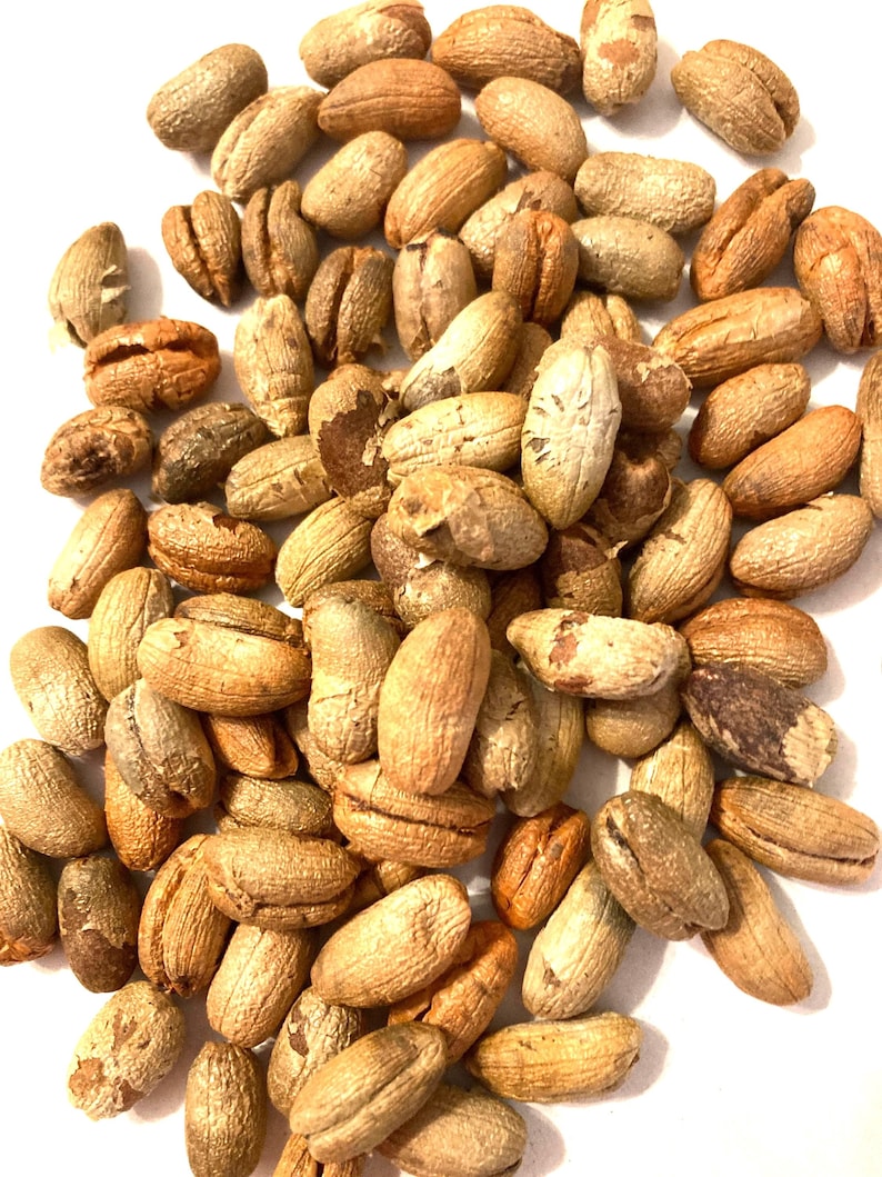 TreeSeedMan Canary Island Palm Tree Seeds - Thumbnail 2
