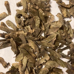 Siebold Maple Tree Seeds (ACER SIEBOLDIANUM 'Sode-No-Uchi')