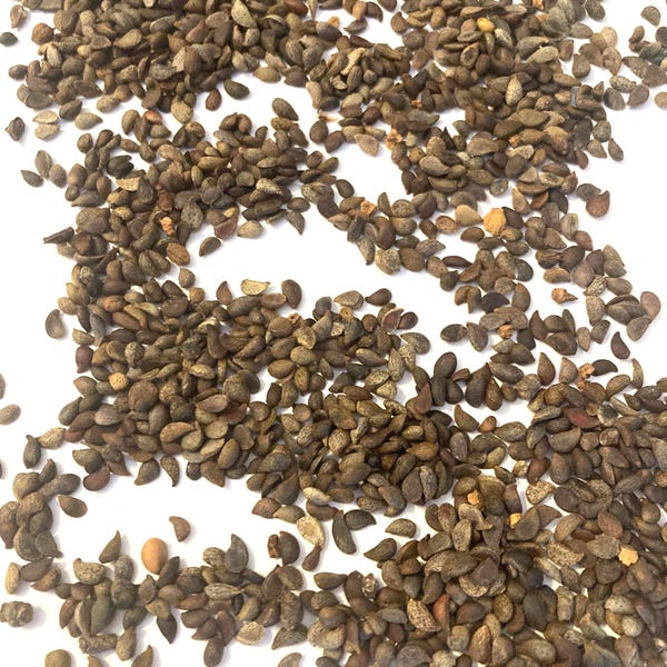 Callery Pear Tree Seeds (PYRUS CALLERYANA) (Bradford Pear)